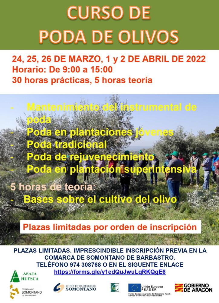 Imagen Curso de poda de olivo en la Comarca de Somontano